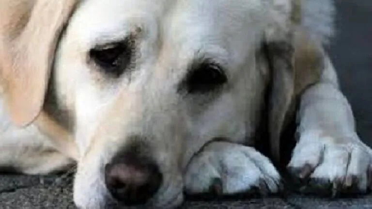 Orrore in città: adotta cani online e poi li stupra