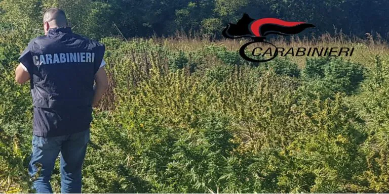 Scoperta piantagione di marijuana a ridosso del Volturno, scatta l’arresto