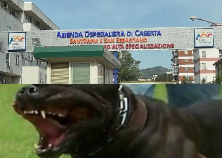Bimbo di 6 anni morso da un cane, paura davanti alla chiesa