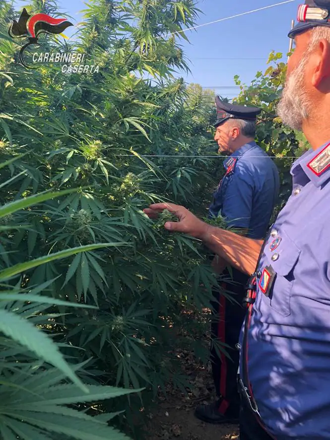 FOTO. Carabinieri vanno nel vigneto e scoprono mezza tonnellata di marijuana