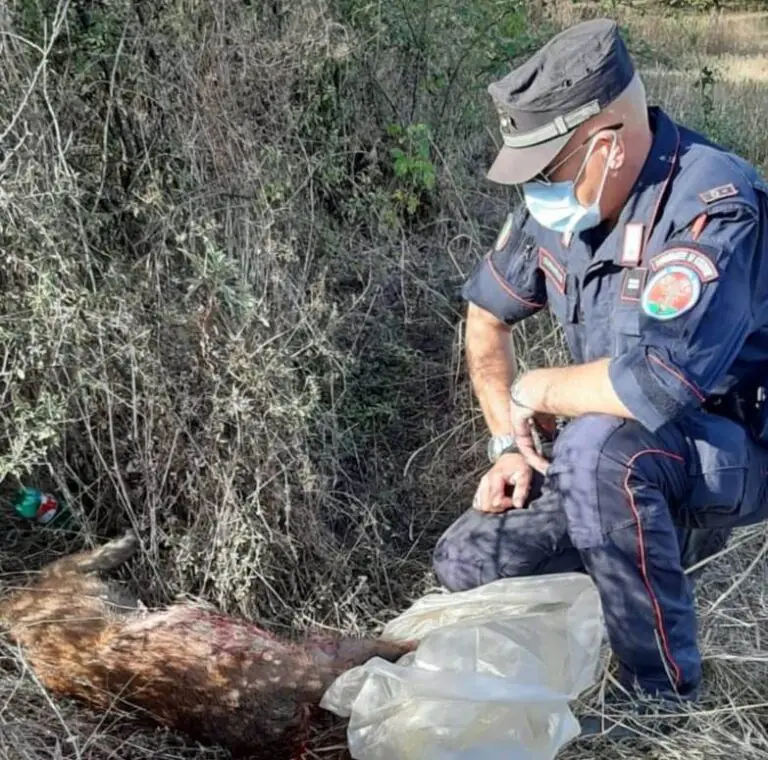 Si mette a sparare e uccide animale, militari gli tolgono fucile