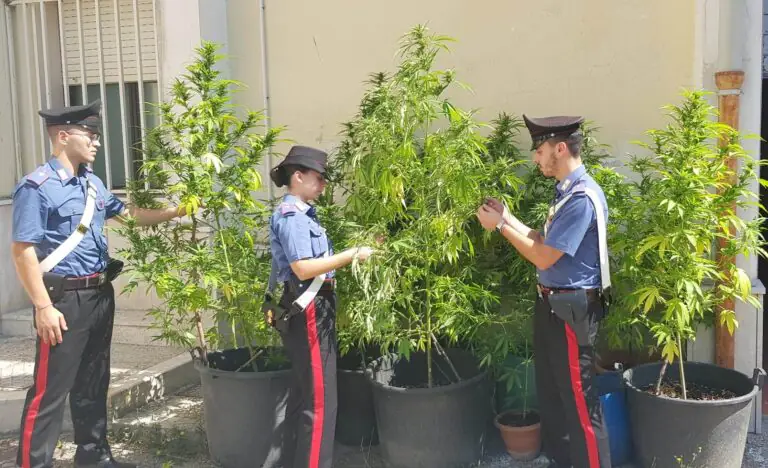 Scoperta coltivazione di marijuana, scatta retata: arrestati 4 giovani insospettabili. FOTO