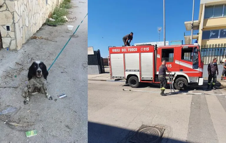 Terreni in fiamme, cane salvato dalla morte: era in una gabbia. LE FOTO