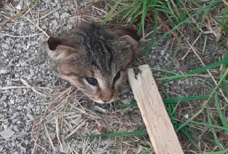 Orrore in provincia: testa mozzata di gattino davanti casa di un animalista