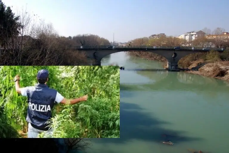 Blitz della polizia, scoperte 200 piante di marijuana sull’argine del Volturno