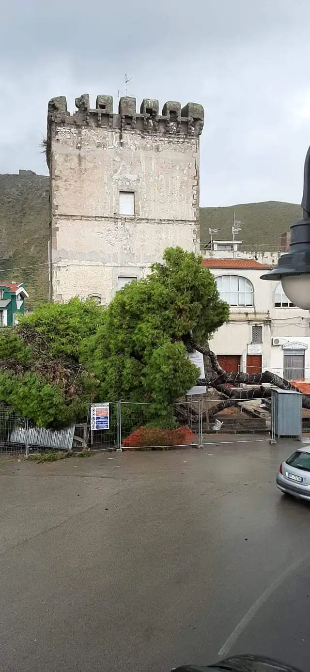 Albero secolare caduto: l’opposizione chiede chiarimenti
