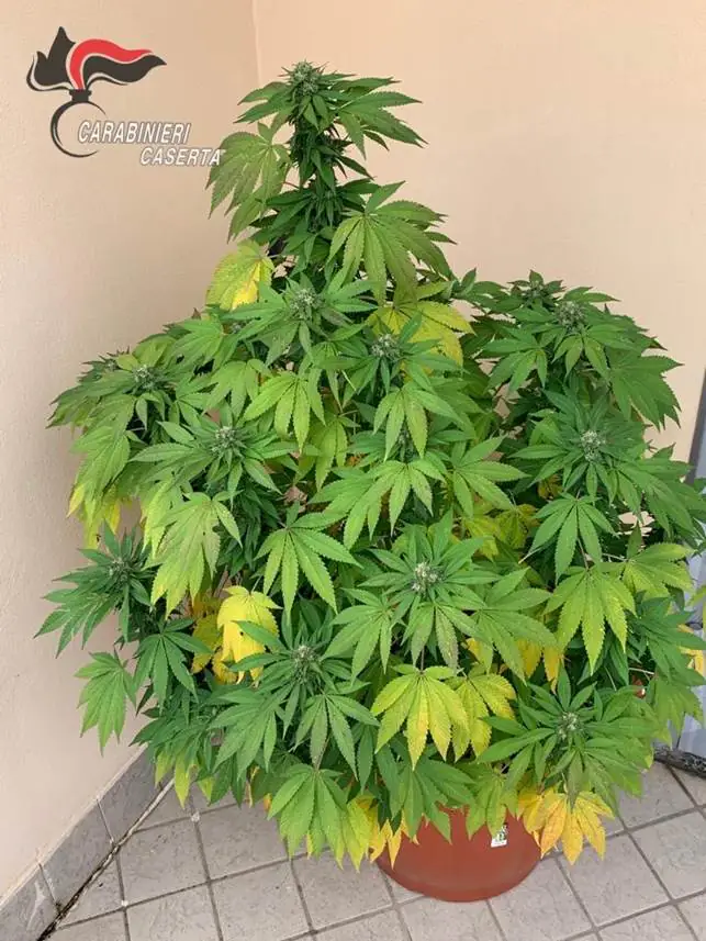 Coltiva marijuana in casa, pregiudicato finisce nei guai. FOTO