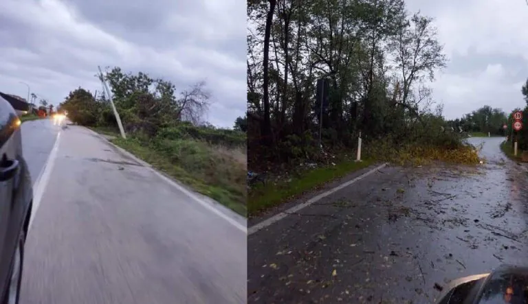 Maltempo choc, giù alberi in strada e pali pericolanti. FOTO