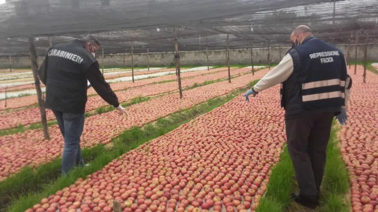 Blitz al mercato ortofrutticolo, sequestrati 230 chili di mele annurche. FOTO