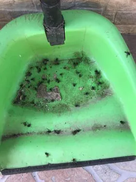 Frazione invasa dalle mosche, il grido di dolore dei residenti. FOTO
