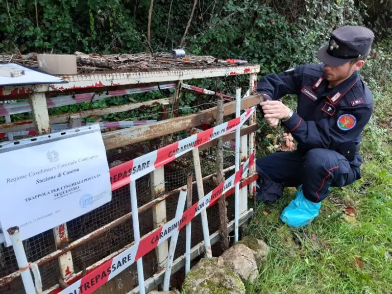 Bracconieri a caccia di cinghiali: scoperta trappola per catturarli
