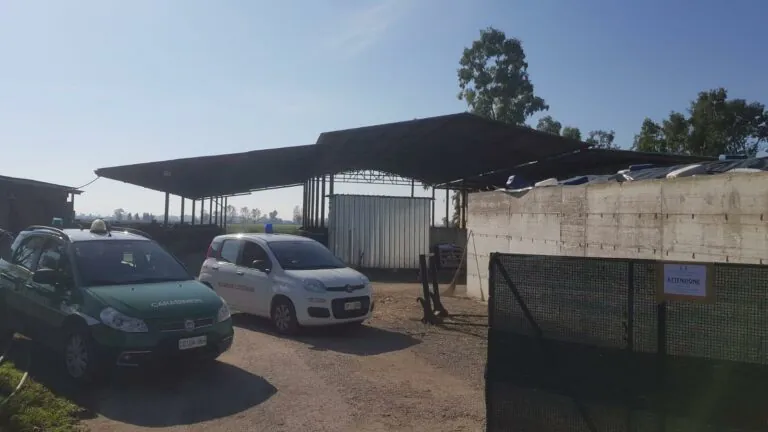 Blitz della Forestale, sequestrata azienda bufalina. Tante irregolarità