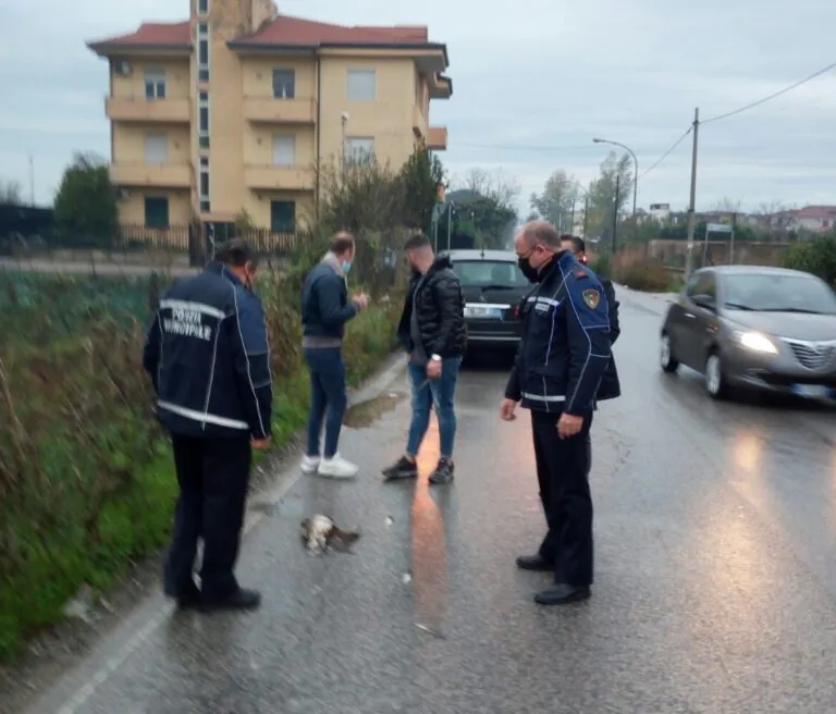 Falco si avventa su topo, arriva auto e travolge tutti. Vigili sul posto. FOTO