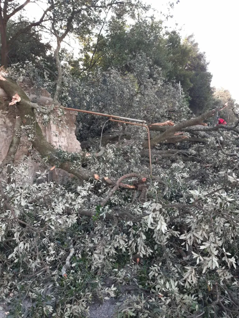 Alberi secolari dal giardino della Reggia sfondano antiche mura che hanno resistito per decenni