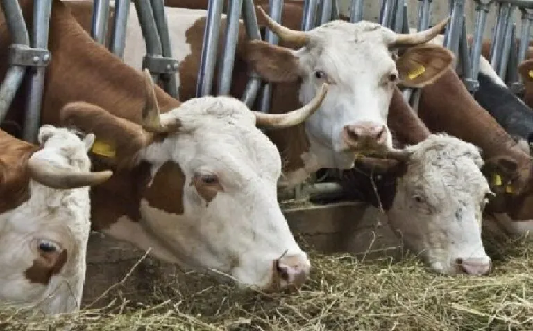 Intera famiglia di allevatori contagiata, colleghi salvano i 50 bovini lasciati soli