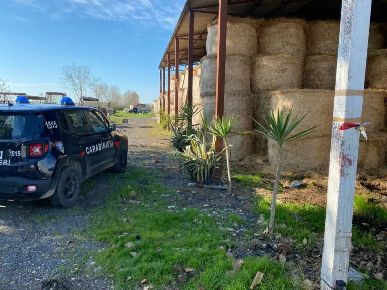 Blitz nell’allevamento bufalino di due fratelli, scatta sequestro dell’azienda
