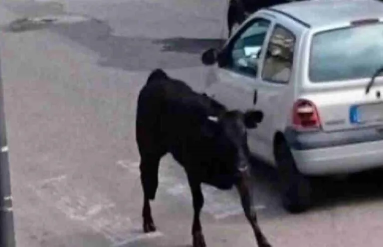 Toro scappa per le strade cittadine, carabinieri gli sparano