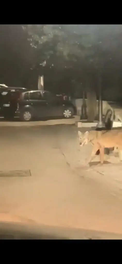 Paura nella notte: avvistato un lupo nel casertano