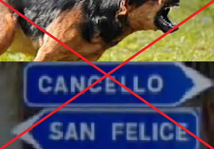 “Pubblicata sul web falsa aggressione di cane a bambina”. La rabbia dell’associazione ‘randagi’