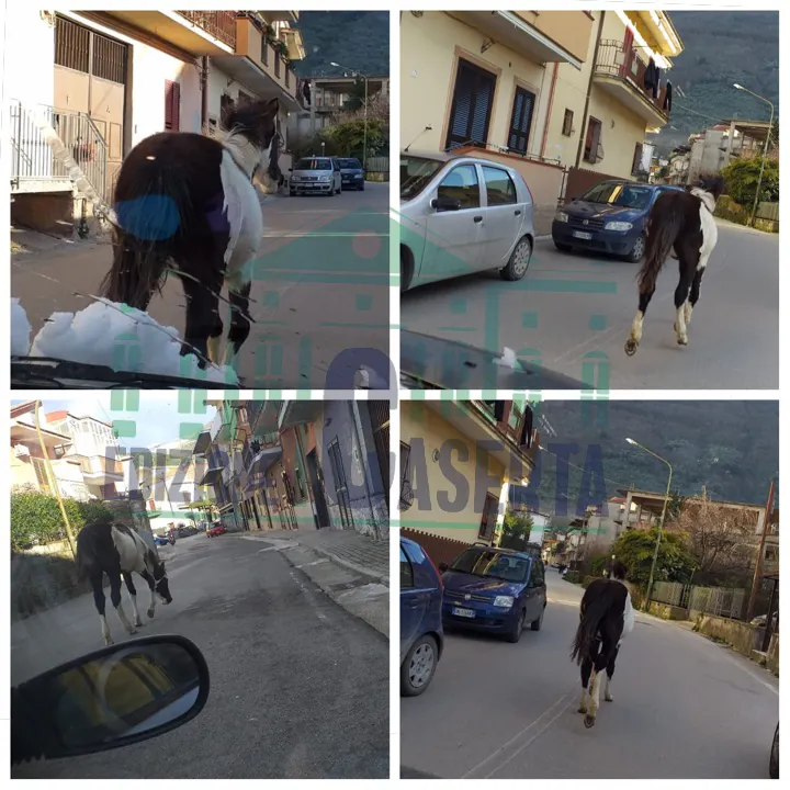 Cavallo in libertà per le vie del centro cittadino: è passato anche davanti al Comune