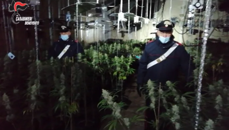 Maxi coltivazione di Cannabis scoperta dai Carabinieri della Valle