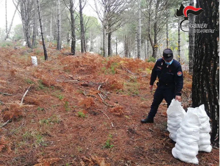 Sorpresi a rubare 2 quintali di pigne, 3 arresti