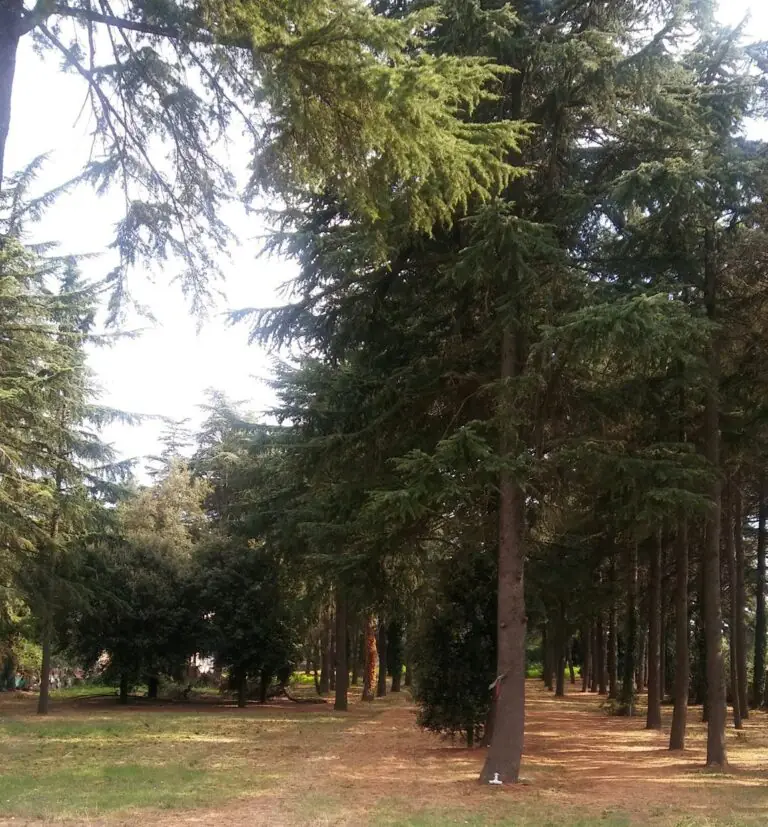 Messo in sicurezza il Parco dell’Abetaia. LE FOTO