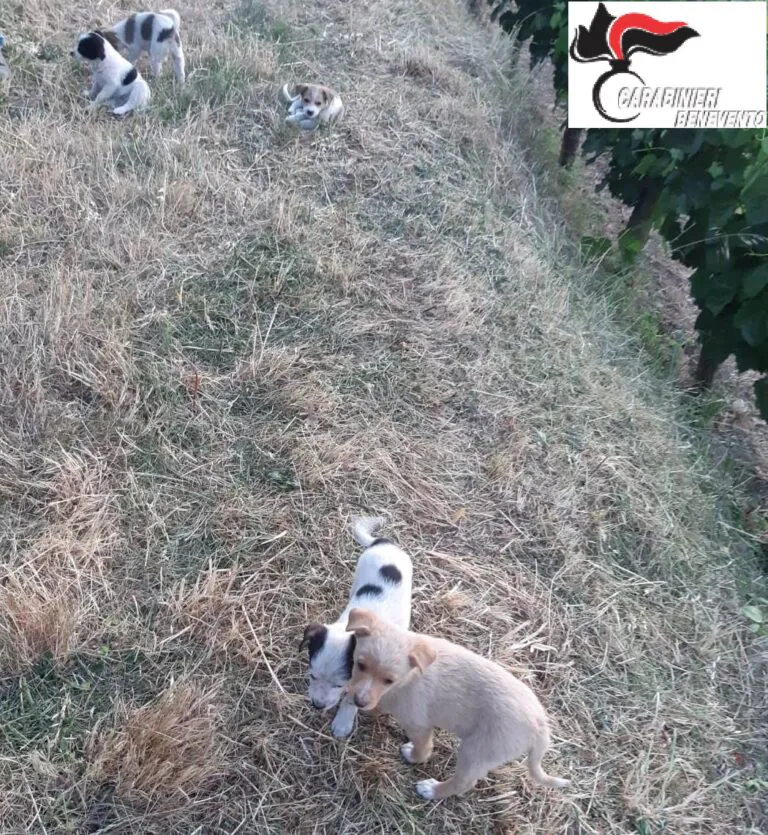 Abbandona 5 cuccioli e finisce nei guai