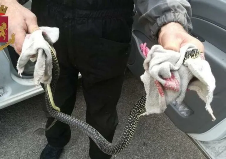 Trova serpente nella sua auto, si mobilitano 8 pompieri