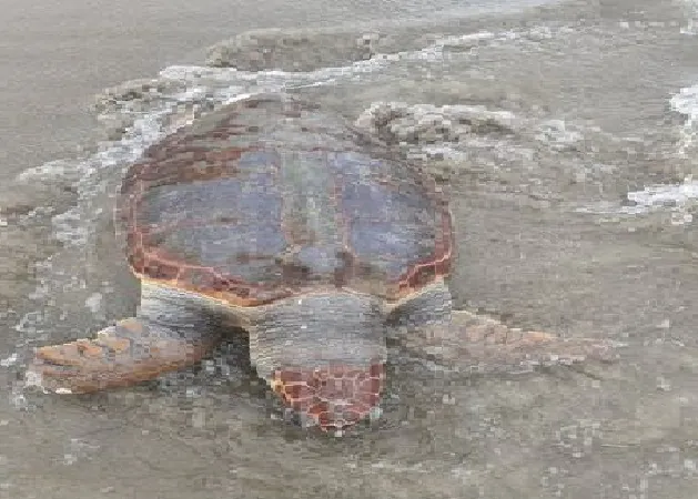 Tartaruga morta trovata sulla spiaggia del litorale domizio