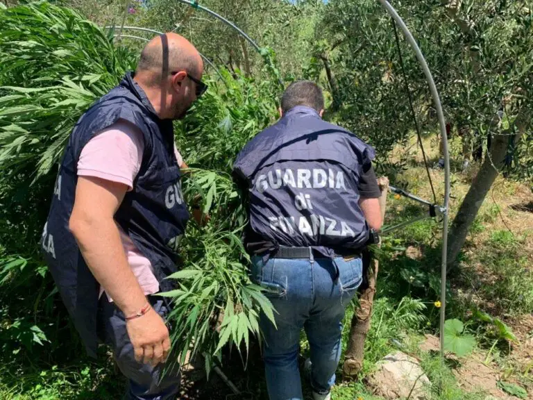 LE FOTO. Ecco la piantagione di cannabis da 100mila euro del giovane imprenditore