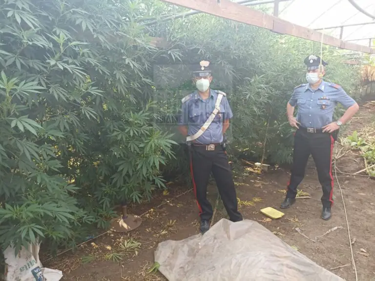 Piantagione di droga a conduzione familiare, 3 arresti. NOMI, FOTO E VIDEO