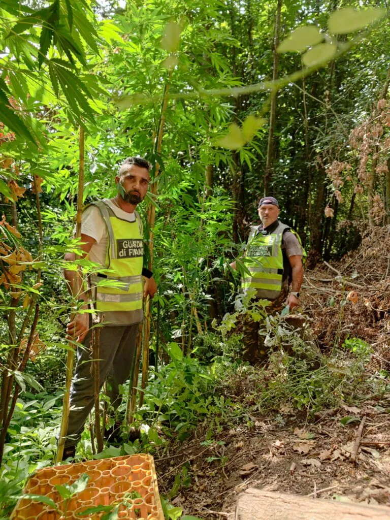 Scoperta piantagione di cannabis: noto imprenditore in cella. FOTO E VIDEO