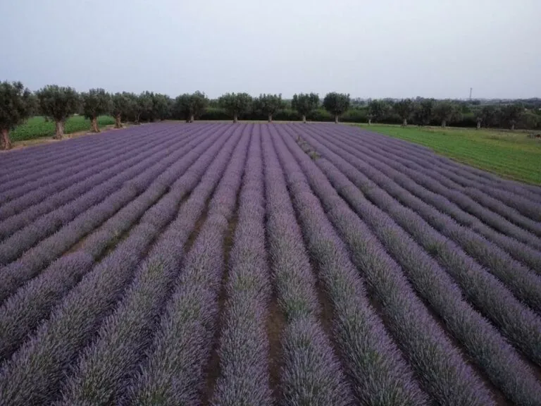 Nel Casertano la maxi coltivazione di lavanda della Campania. Nei dintorni profumo inebriante…