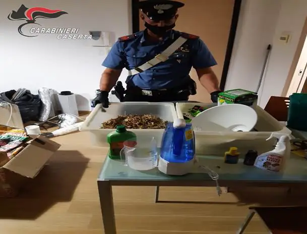 LE FOTO. Marijuana coltivata nell’appartamento: ecco il “sistema Di Vito”