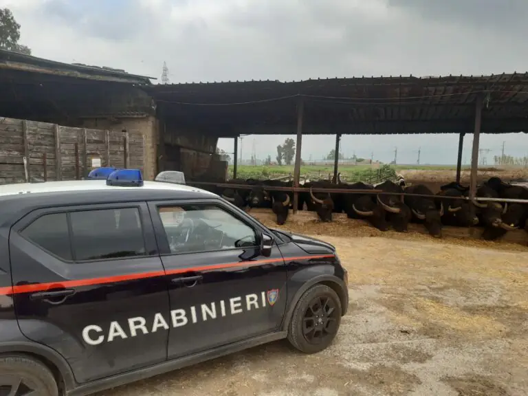 Blitz nell’azienda bufalina, allevatore nei guai