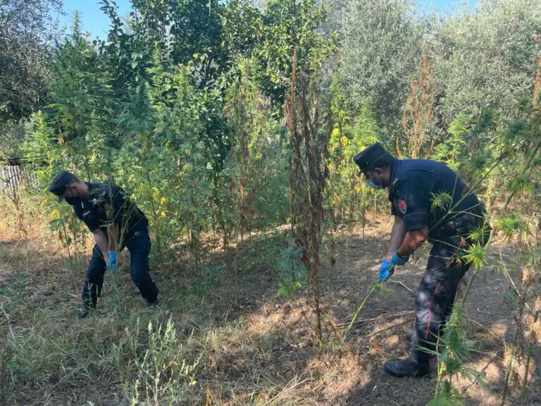 Tifatini come Medellin: scoperto terreno con 564 piante di droga. Erano coperte da ulivi. FOTO
