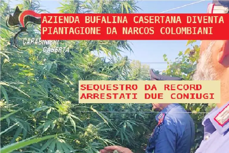 Azienda bufalina convertita a marijuana: trovata quasi una tonnellata di droga, arrestati due coniugi