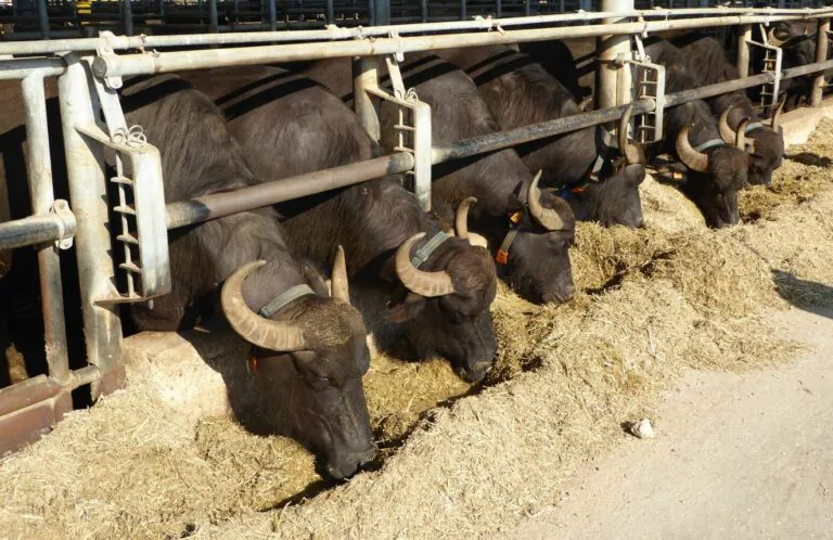 Colera mortale in un allevamento del Casertano, l’esito delle verifiche sugli addetti