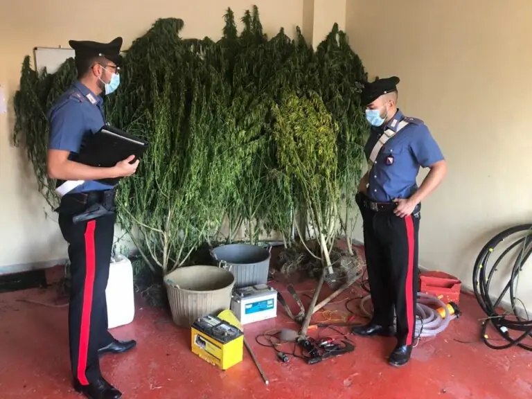 Sorpreso a innaffiare piante e arrestato: erano di cannabis