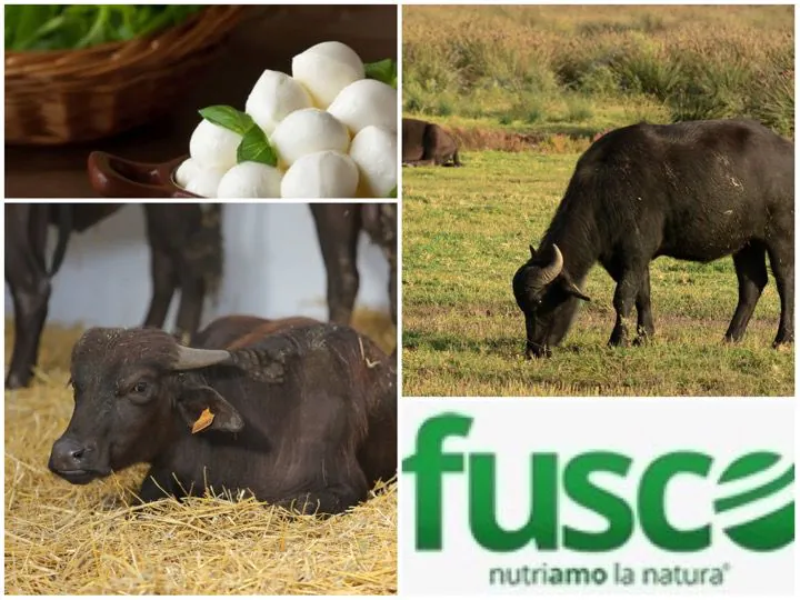 Bufala Village 2021, rinnovato il sodalizio con la Fusco Srl: sarà partner ufficiale
