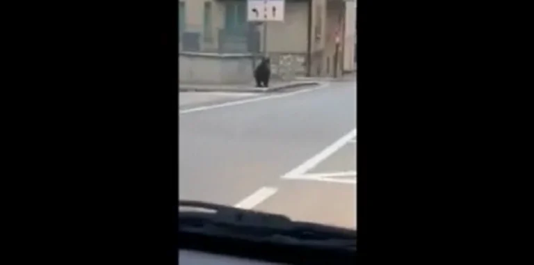 Catturato il cucciolo di orso avvistato per le vie del centro