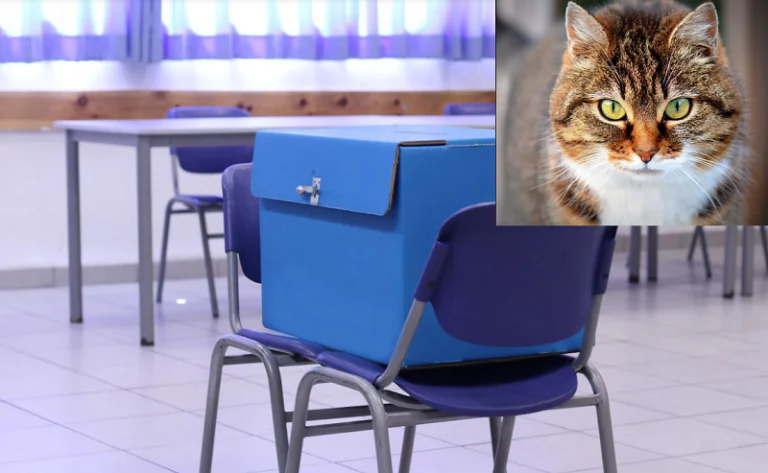 Gatto scomparso da 2 settimane: si era nascosto nel seggio elettorale