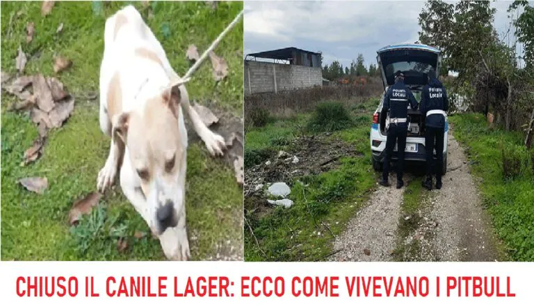 Vigili scoprono canile degli orrori, blitz nell’allevamento dei pitbull. FOTO