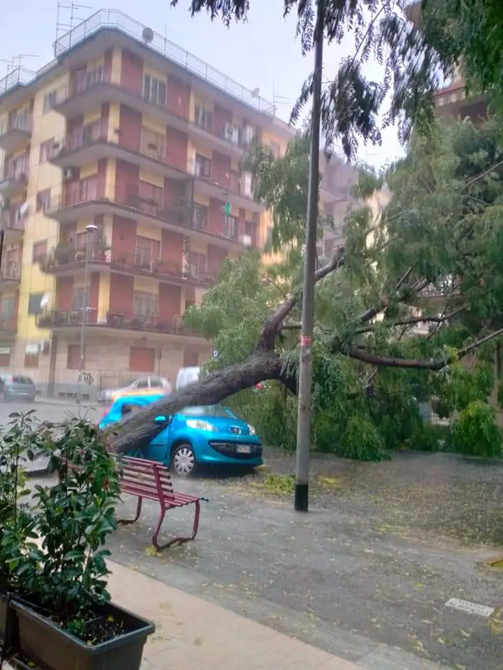 Maltempo in arrivo e si temono rischi dopo potatura