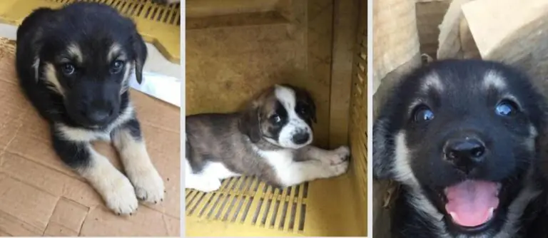 Comprano cuccioli online e poi li violentano: giro di abusi sessuali su cani