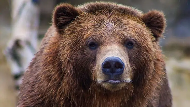 Orso in casa: uomo si lancia dal balcone per mettersi in salvo