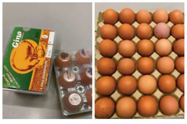 Salmonella nelle uova, richiamo del Ministero per nota azienda casertana