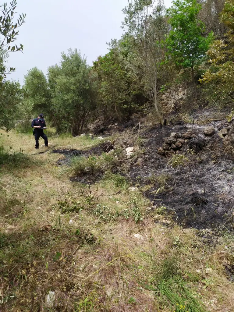 Militari scoprono allevatore che ha distrutto mezzo bosco. LE FOTO