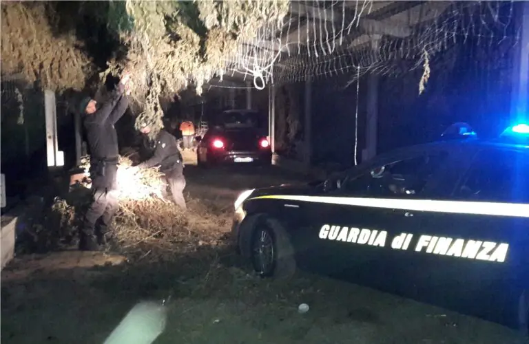 Piantagione di cannabis da 30 milioni nel Casertano: sequestrate 3,6 tonnellate nell’azienda